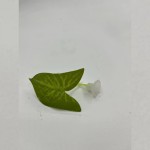 水族鱼缸造景斗鱼产卵叶装饰人造仿真水草斗鱼休息叶供货跨境电商