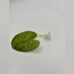水族鱼缸造景斗鱼产卵叶装饰人造仿真水草斗鱼休息叶供货跨境电商