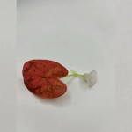 水族鱼缸造景斗鱼产卵叶装饰人造仿真水草斗鱼休息叶供货跨境电商