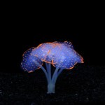 鱼缸仿真装饰品批发夜光硅胶海底世界荧光假珊瑚水族造景彩色海葵