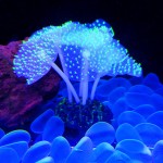 鱼缸仿真装饰品批发夜光硅胶海底世界荧光假珊瑚水族造景彩色海葵