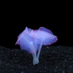 鱼缸仿真装饰品批发夜光硅胶海底世界荧光假珊瑚水族造景彩色海葵