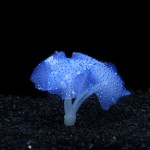 鱼缸仿真装饰品批发夜光硅胶海底世界荧光假珊瑚水族造景彩色海葵