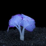 鱼缸仿真装饰品批发夜光硅胶海底世界荧光假珊瑚水族造景彩色海葵