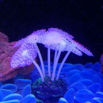 鱼缸仿真装饰品批发夜光硅胶海底世界荧光假珊瑚水族造景彩色海葵