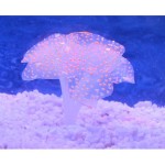 鱼缸造景水草荧光珊瑚硅胶仿真水母观赏鱼水族箱装饰用品外贸批发