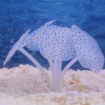 鱼缸造景水草荧光珊瑚硅胶仿真水母观赏鱼水族箱装饰用品外贸批发