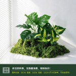仿真造景绿色蕨类植物高档装饰室内庭院景观氛围感摆件小型假绿植