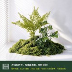 仿真造景绿色蕨类植物高档装饰室内庭院景观氛围感摆件小型假绿植