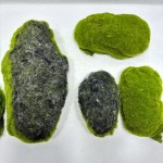 仿真苔藓块植毛石头大小搭配造景装饰青苔石青苔草坪植绒摆件软装