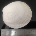 天然海螺贝壳按斤卖小海星寄居蟹替换壳鱼缸造景漂流瓶手工画材料