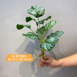 仿真造景植物水培假草桌面装饰商场橱窗摆设苹果叶竹芋龟背白掌叶