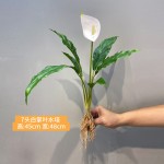 仿真造景植物水培假草桌面装饰商场橱窗摆设苹果叶竹芋龟背白掌叶