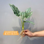仿真造景植物水培假草桌面装饰商场橱窗摆设苹果叶竹芋龟背白掌叶