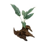 仿真造景植物水培假草桌面装饰商场橱窗摆设苹果叶竹芋龟背白掌叶