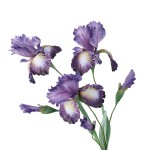跨境仿真花 鸢尾花婚庆插花束爱丽丝家居装饰摆件造景批发假花材