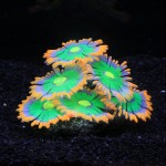 水族箱鱼缸造景饰品硅胶仿真软体珊瑚类-海珊瑚跨境出口专供水草