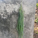 仿真植物墙配饰 仿真 小植物壁挂橱窗酒店造景装饰垂挂假绿植批发