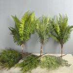 仿真虎耳蕨植物波斯蕨大叶蕨草客厅装饰绿植墙面造景蕨类假草