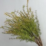 仿真虎耳蕨植物波斯蕨大叶蕨草客厅装饰绿植墙面造景蕨类假草
