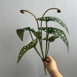 鳟鱼秋海棠网红绿植盆栽秋海棠叶家居装饰植物造景跨境亚马逊植物