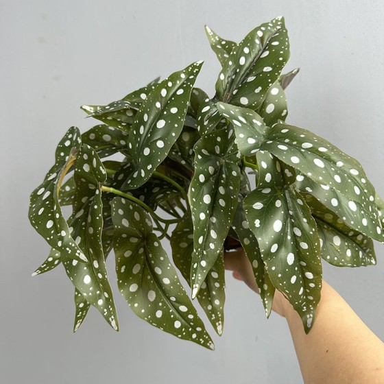 鳟鱼秋海棠网红绿植盆栽秋海棠叶家居装饰植物造景跨境亚马逊植物