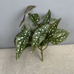 鳟鱼秋海棠网红绿植盆栽秋海棠叶家居装饰植物造景跨境亚马逊植物