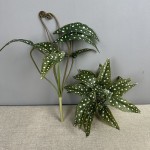鳟鱼秋海棠网红绿植盆栽秋海棠叶家居装饰植物造景跨境亚马逊植物