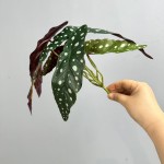 鳟鱼秋海棠网红绿植盆栽秋海棠叶家居装饰植物造景跨境亚马逊植物