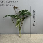 鳟鱼秋海棠网红绿植盆栽秋海棠叶家居装饰植物造景跨境亚马逊植物