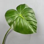 大型手感龟背叶龟背竹蔓绿绒仿真叶子绿植造景美拉德色系家居装饰