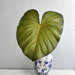 大型手感龟背叶龟背竹蔓绿绒仿真叶子绿植造景美拉德色系家居装饰