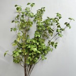 植物长藤观音莲叶室内绿植装饰藤蔓空间陈列婚庆造景植物藤蔓