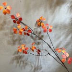 植物长藤观音莲叶室内绿植装饰藤蔓空间陈列婚庆造景植物藤蔓