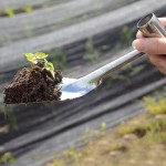 园艺种花铲子小铁铲家用多肉种菜除草挖土拔草挖野菜铲子户外工具