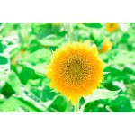 10 种向日葵混合种子，原生老品种