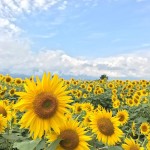 10 种向日葵混合种子，原生老品种