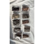 10 种向日葵混合种子，原生老品种