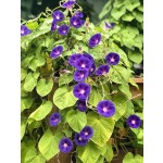混合攀援花卉种子 1000 粒，多年生、易养护，可垂吊、地栽，适配花筐种植