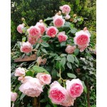 混合攀援玫瑰种子 200 粒，藤蔓月季，花香浓郁，可引蝶