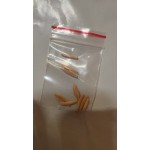 混合攀援玫瑰种子，藤蔓月季，花香浓郁，可引蝶