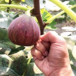 无花果树苗（要求最低零售价USD22.99不含邮）