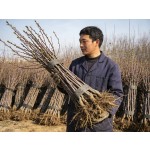 西梅李树苗（要求最低零售价USD22.99不含邮）